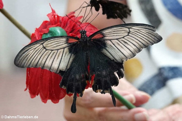 Papilio memnon