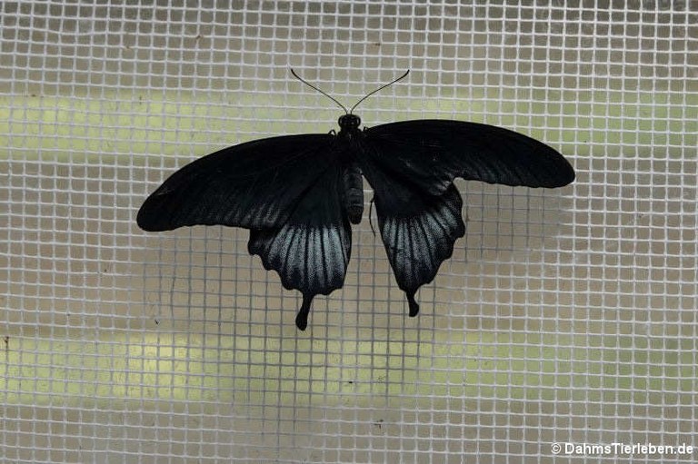 Papilio memnon