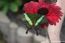 Papilio palinurus