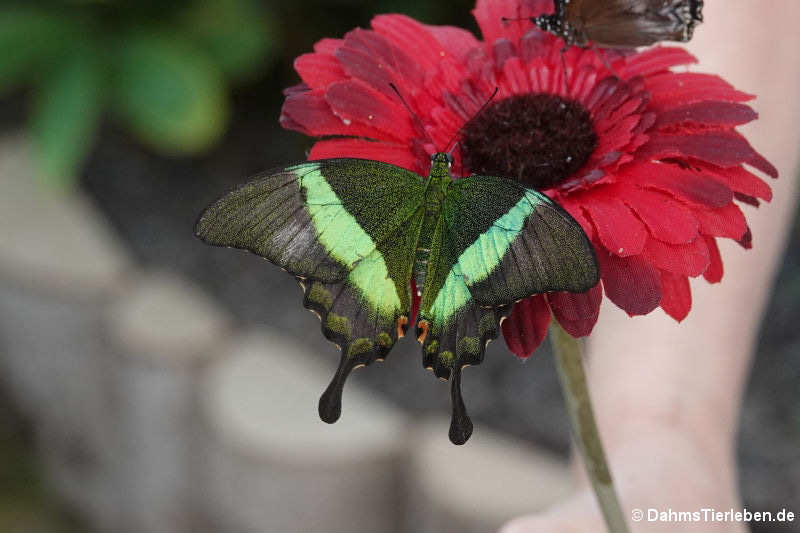 Grüngestreifter Schwalbenschwanz (Papilio palinurus)