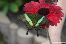 Grüngestreifter Schwalbenschwanz (Papilio palinurus) im Schmetterlingsgarten Eifalia, Ahrhütte