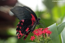 Scharlachroter Schwalbenschwanz (Papilio rumanzovia) im Schmetterlingsgarten Eifalia, Ahrhütte