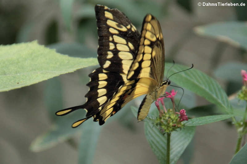 Königs-Schwalbenschwanz (Papilio thoas)