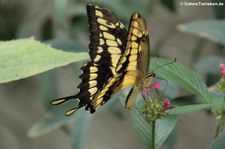 Königs-Schwalbenschwanz (Papilio thoas) im Schmetterlingsgarten Eifalia, Ahrhütte