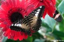 Parthenos sylvia