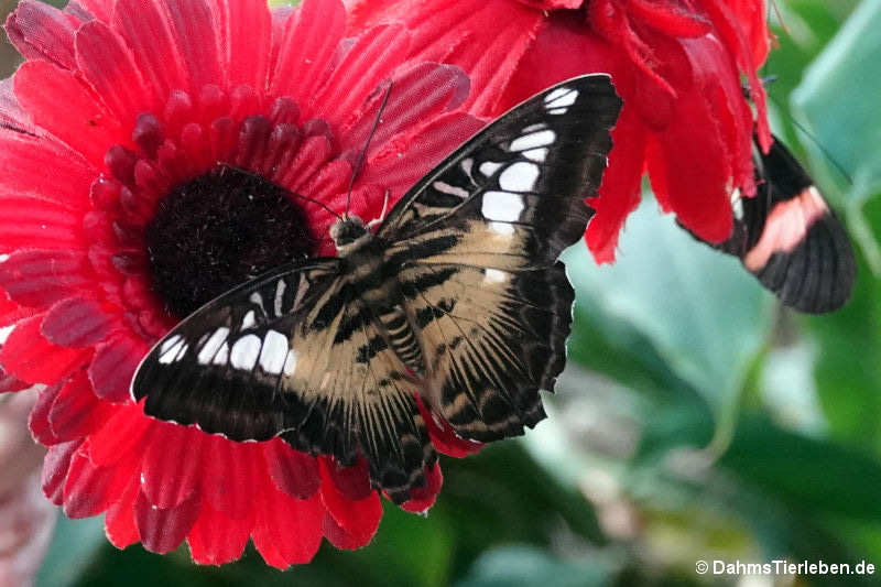 Parthenos sylvia