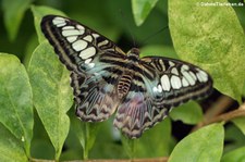 Blauer Segler (Parthenos sylvia) im Schmetterlingsgarten Eifalia, Ahrhütte