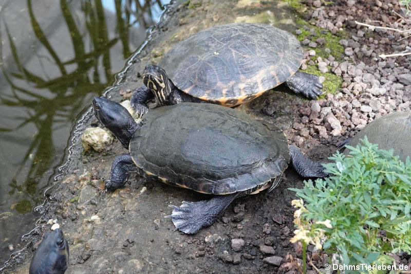 Schildkröten