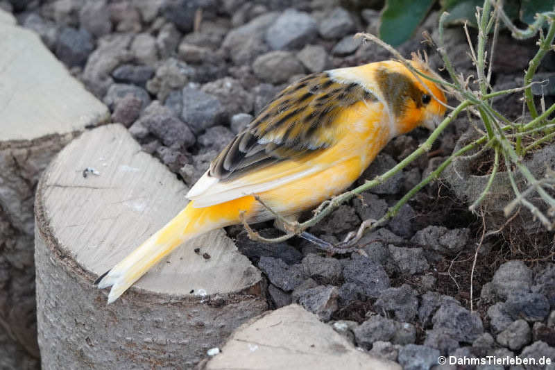 Kanarienvogel (Serinus canaria f. domestica)