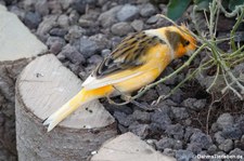 Kanarienvogel (Serinus canaria f. domestica) im Schmetterlingsgarten Eifalia, Ahrhütte