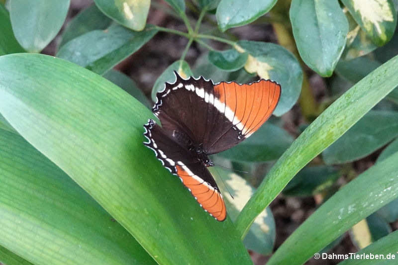 Schokoladenfalter (Siproeta epaphus)