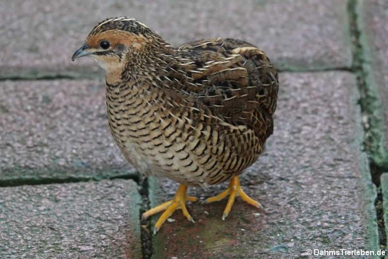 Zwergwachtel (Synoicus chinensis)