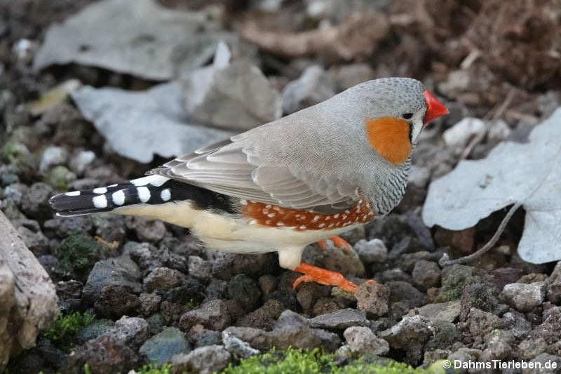 Zebrafink (Taeniopygia guttata)