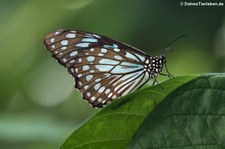 Tirumala septentrionis septentrionis im Schmetterlingsgarten Eifalia, Ahrhütte