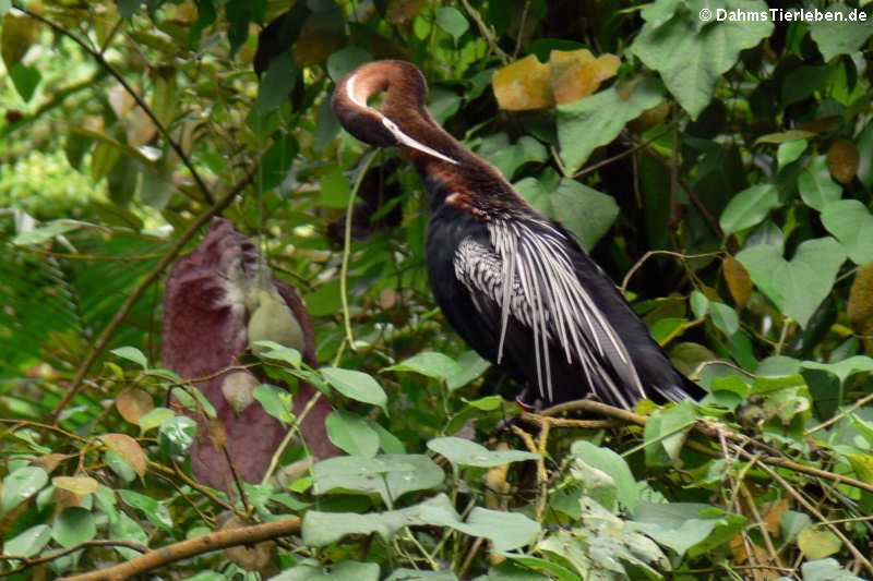 Afrikanischer Schlangenhalsvogel (Anhinga rufa)