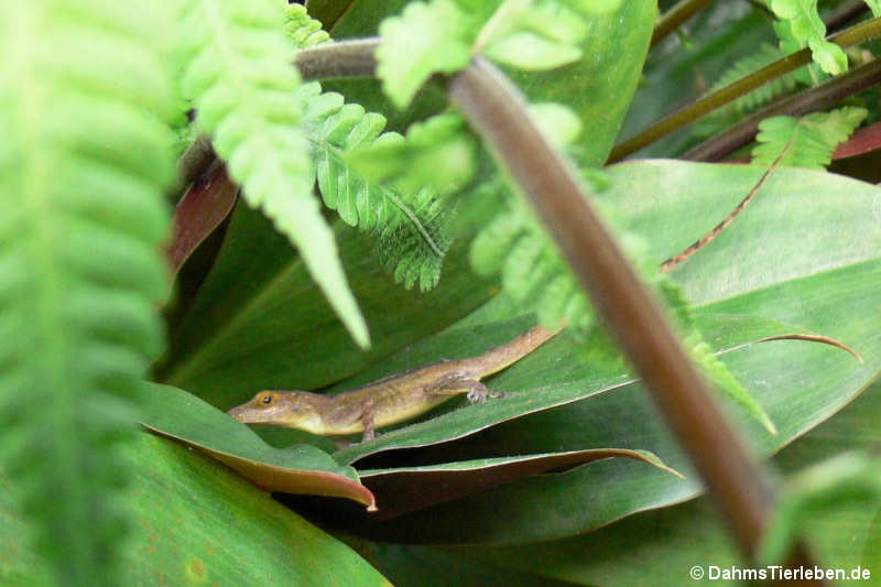 Anolis