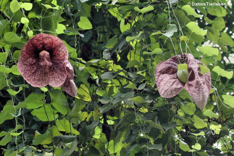 Aristolochia
