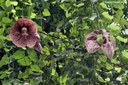 Aristolochia