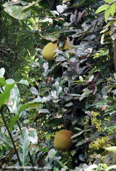 Artocarpus heterophyllus