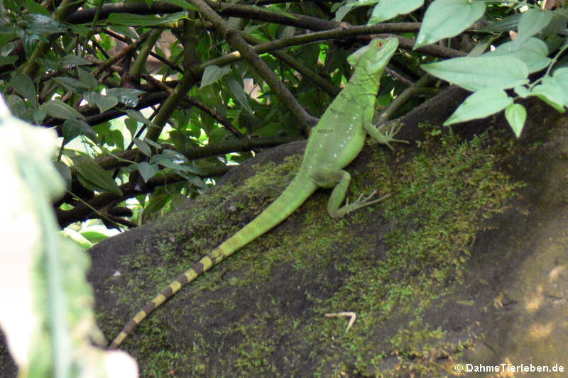 Stirnlappenbasilisk (Basiliscus plumifrons)