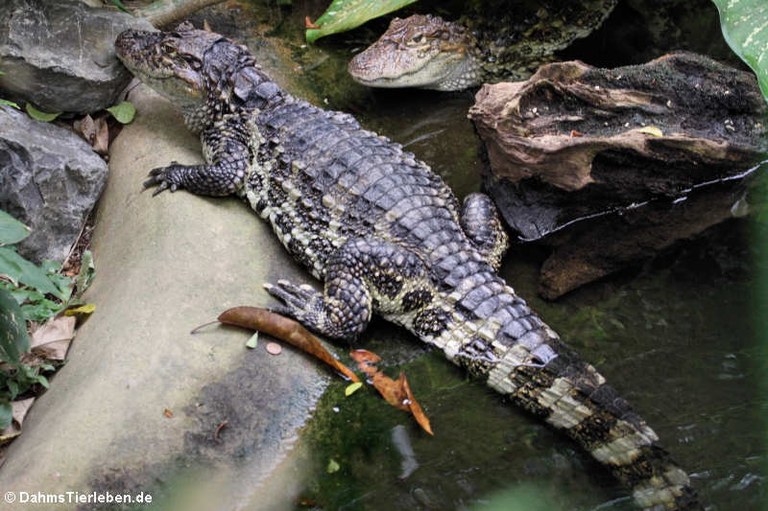 Caiman latirostris