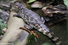 Breitschnauzenkaiman (Caiman latirostris) im Burgers Zoo, Arnheim