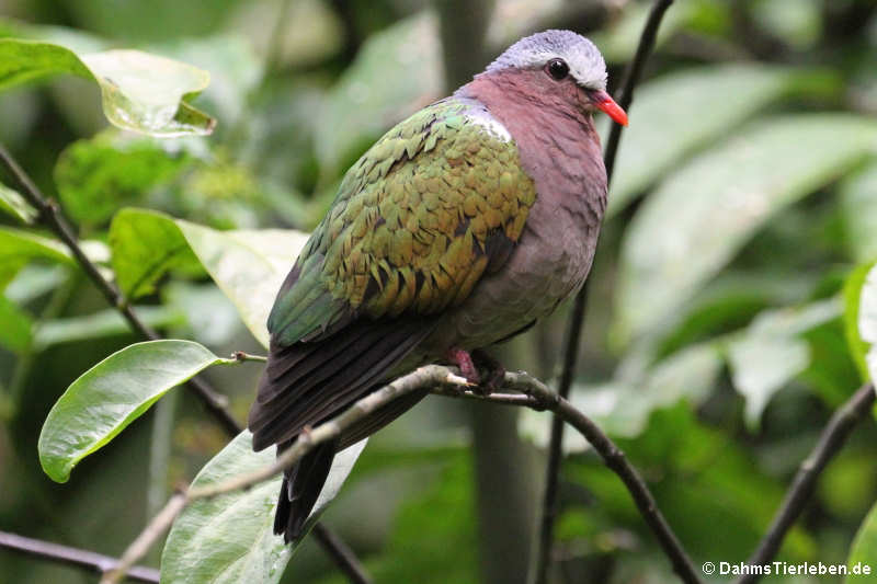 Chalcophaps indica