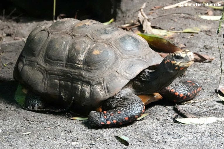 Chelonoidis carbonaria