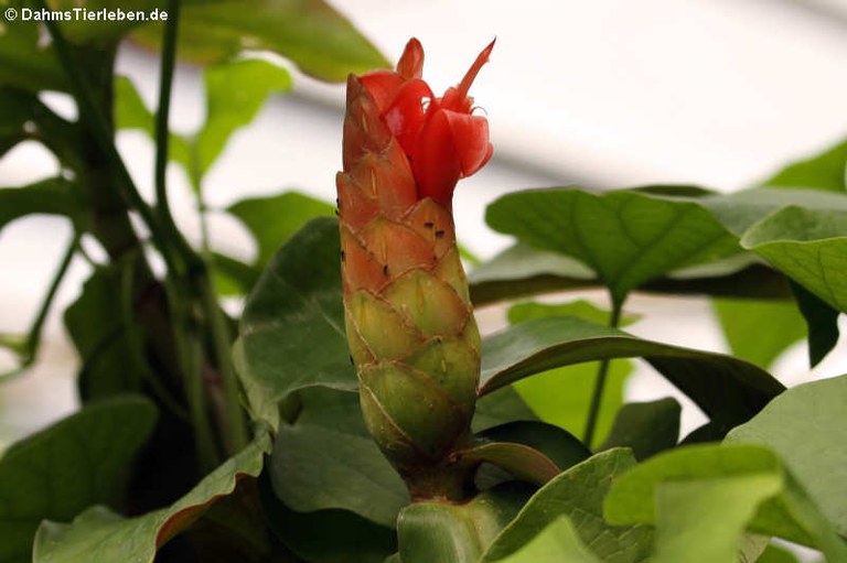 Costus scaber