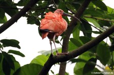 Scharlachsichler (Eudocimus ruber) im Burgers Zoo, Arnheim