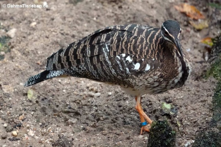Eurypyga helias