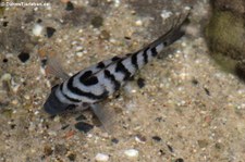 Zebrabuntbarsch (Amatitlania nigrofasciata) in Burgers' Bush, Arnheim