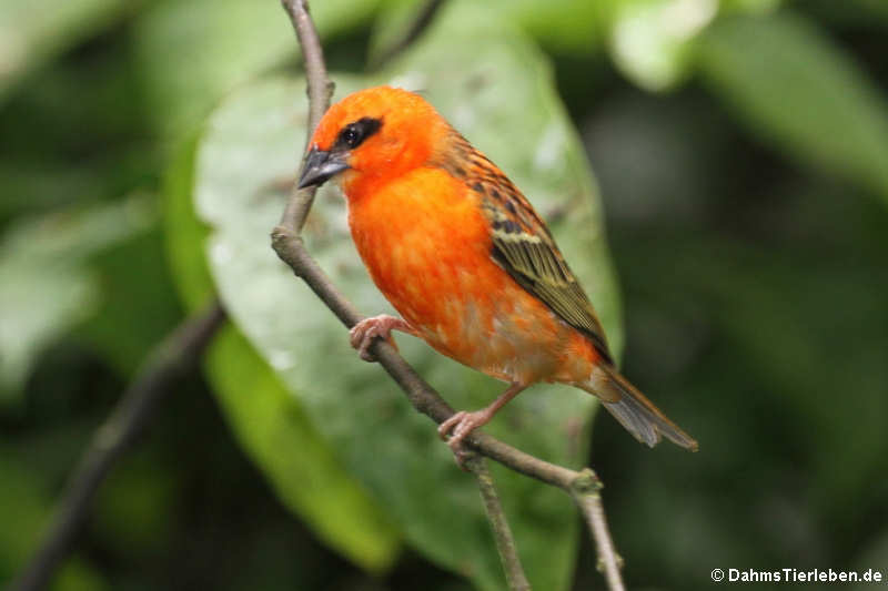 Foudia madagascariensis