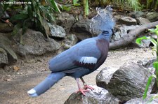 Fächertaube (Goura victoria) in Burgers Zoo, Arnheim