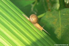 Hygromia cinctella-1