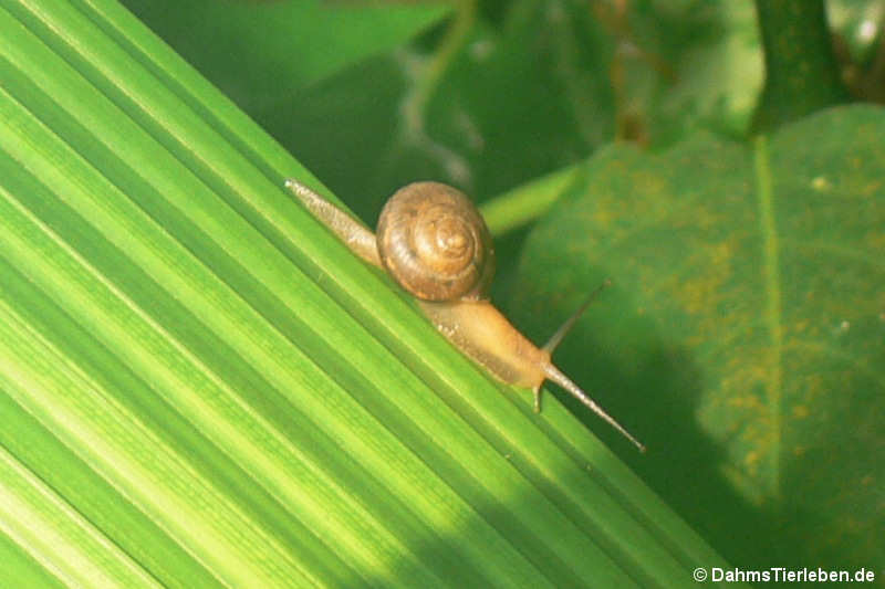 Hygromia cinctella