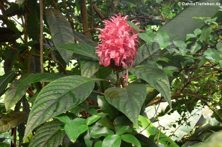 Justicia carnea