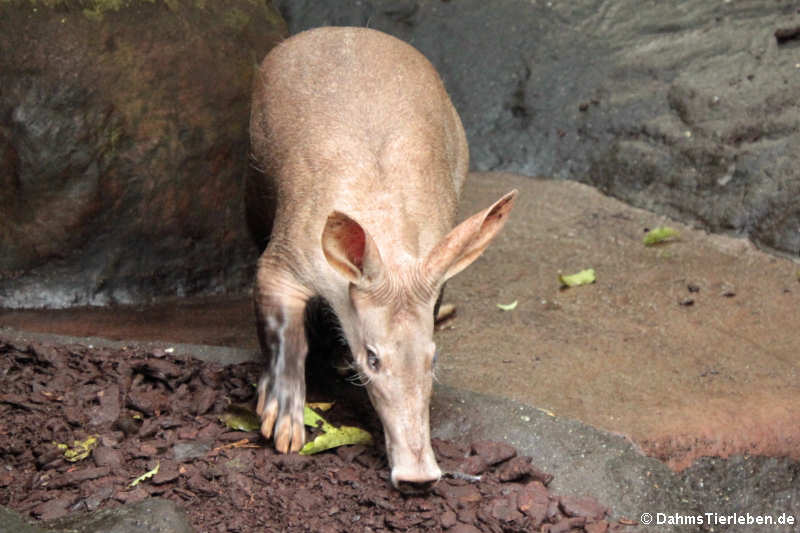 Erdferkel (Orycteropus afer)