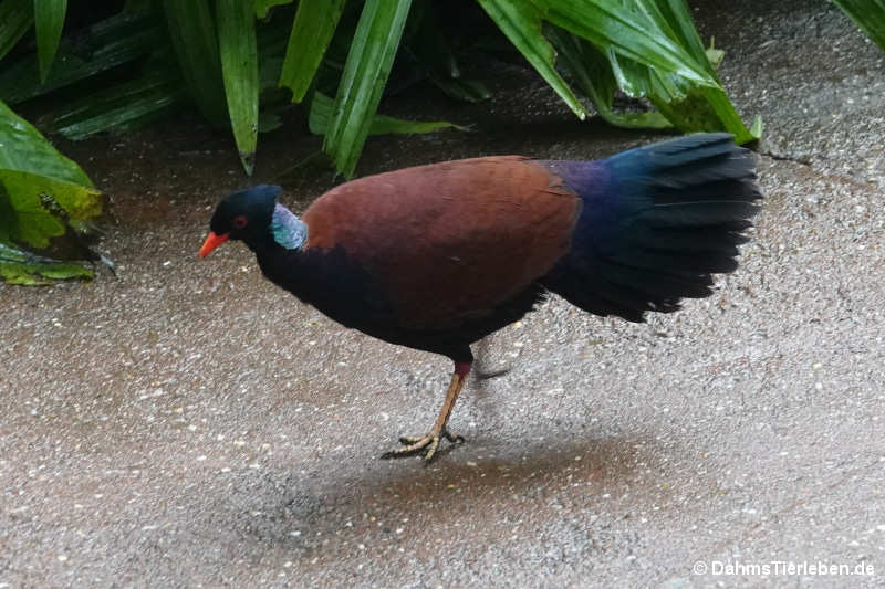 Otidiphaps nobilis