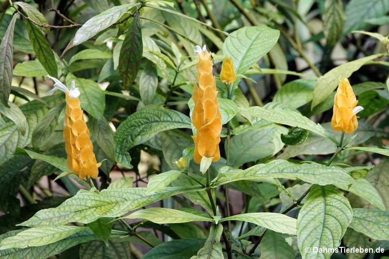 Pachystachys lutea