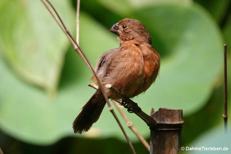 Sporophila angolensis
