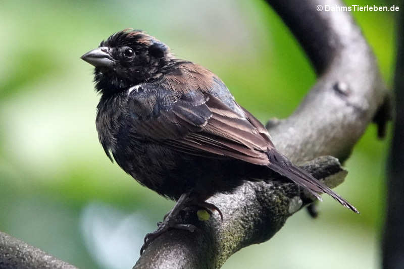 Volatinia jacarina