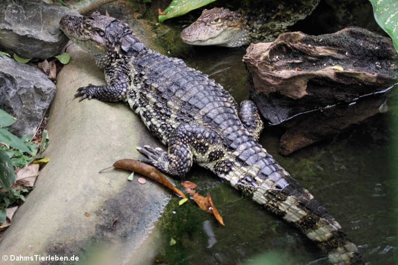 Breitschnauzenkaiman Caiman latirostris-1