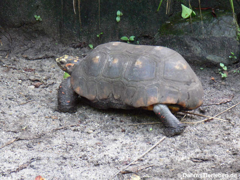 Chelonoidis carbonarius
