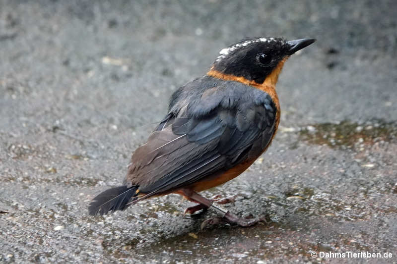 Cossypha niveicapilla-2