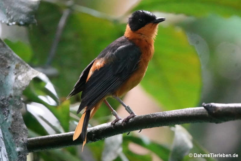 Cossypha niveicapilla-3