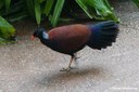 Otidiphaps nobilis