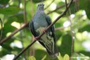Ptilinopus superbus