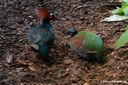 Rollulus rouloul