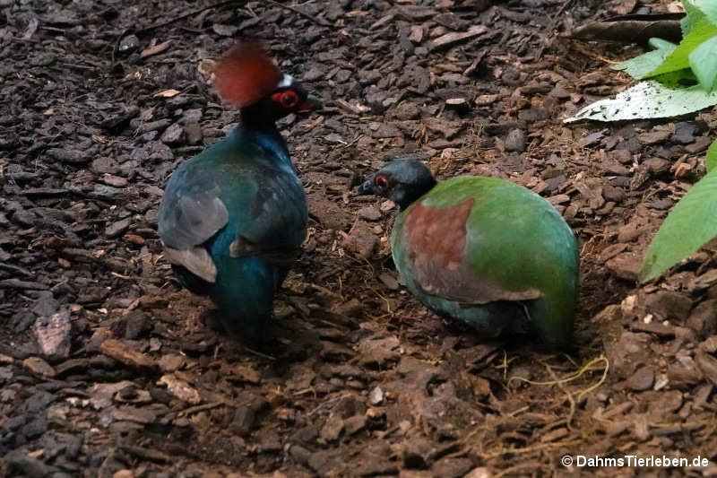 Straußwachteln Rollulus rouloul-3